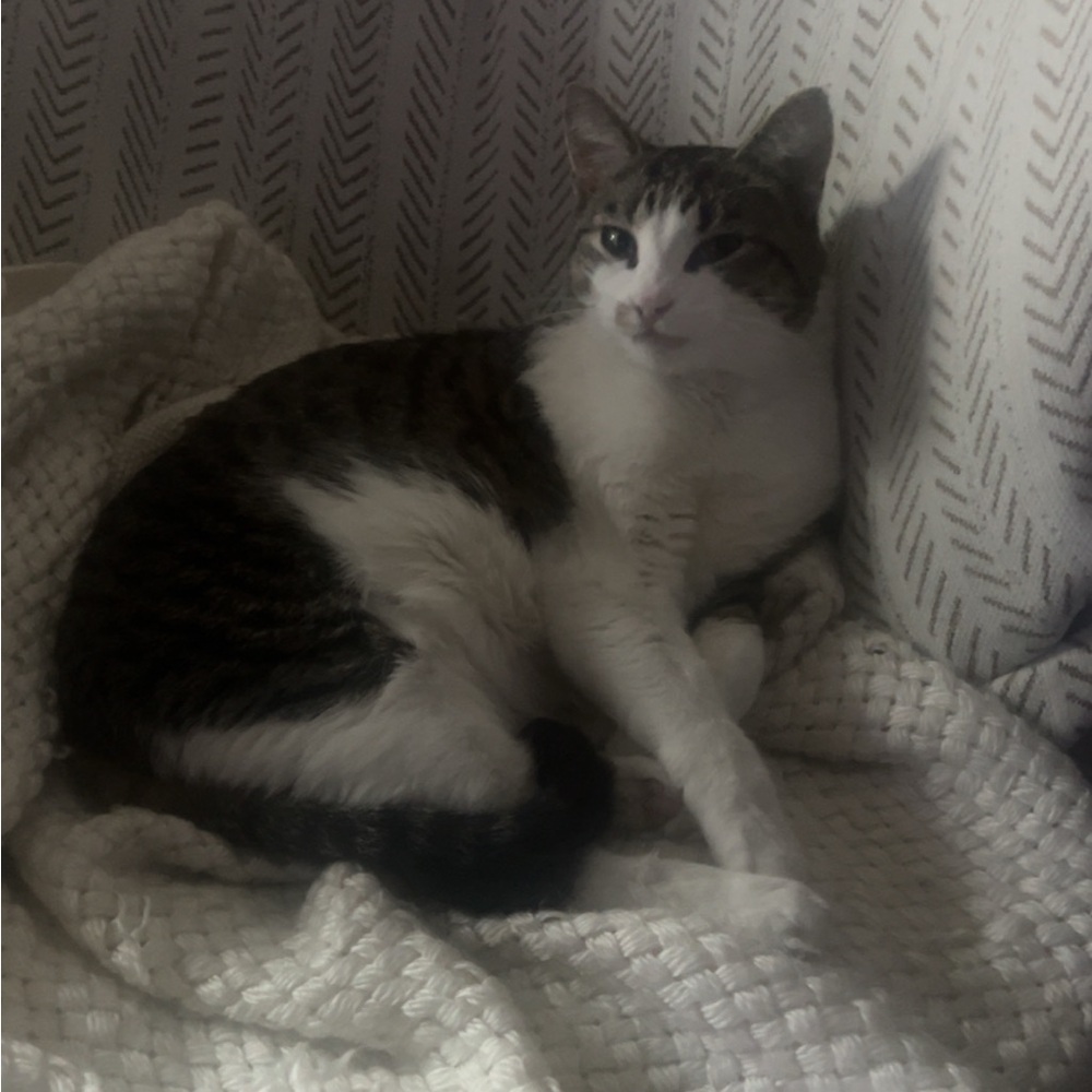 Cat Photo Print - White and Brown Tabby Pet Wall Art